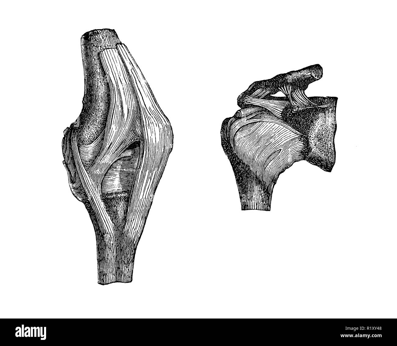Vintage Abbildung: Anatomie, Knie und Schulter Artikulation Stockfoto
