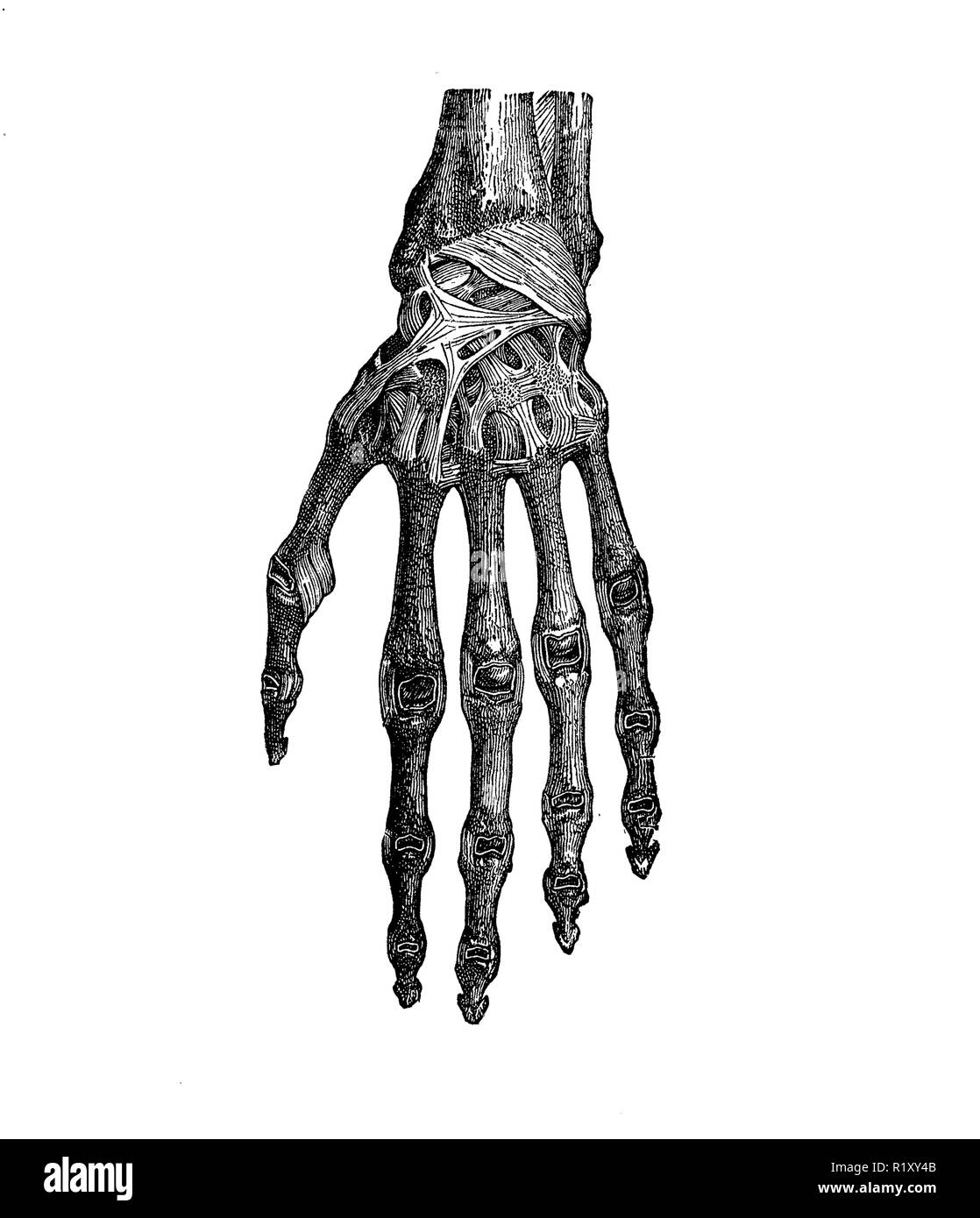Vintage Abbildung: Anatomie, hand Bänder Stockfoto