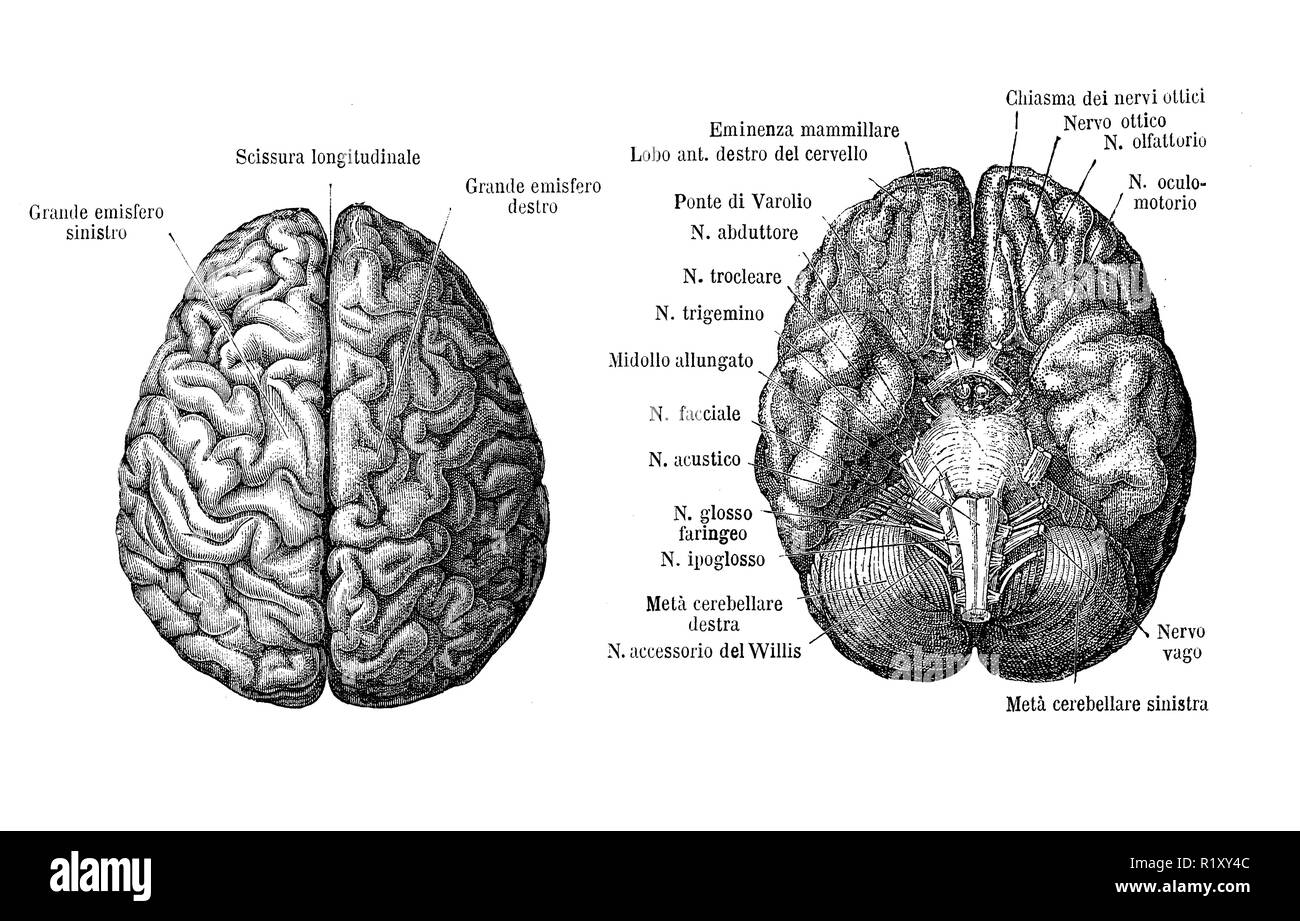 Vintage Abbildung: Anatomie, Gehirn obere und von unten sehen, anatomische Beschreibungen in Italienisch Stockfoto