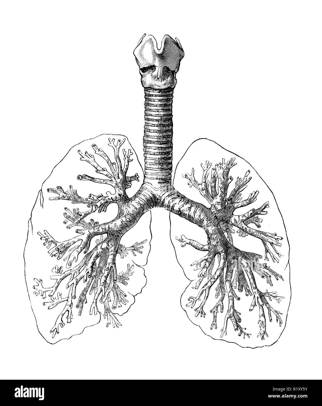Vintage Abbildung: Anatomie der menschlichen Atemwege: Bronchien, Luftröhre und Lungen Stockfoto
