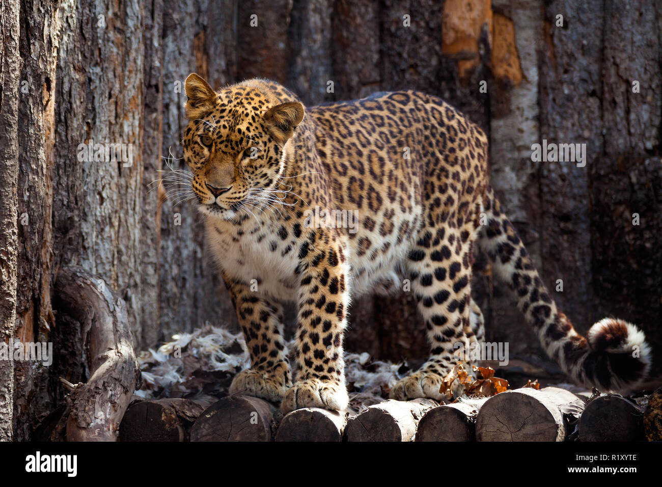 Amur Leopard im Zoo in Chabarowsk Stockfoto