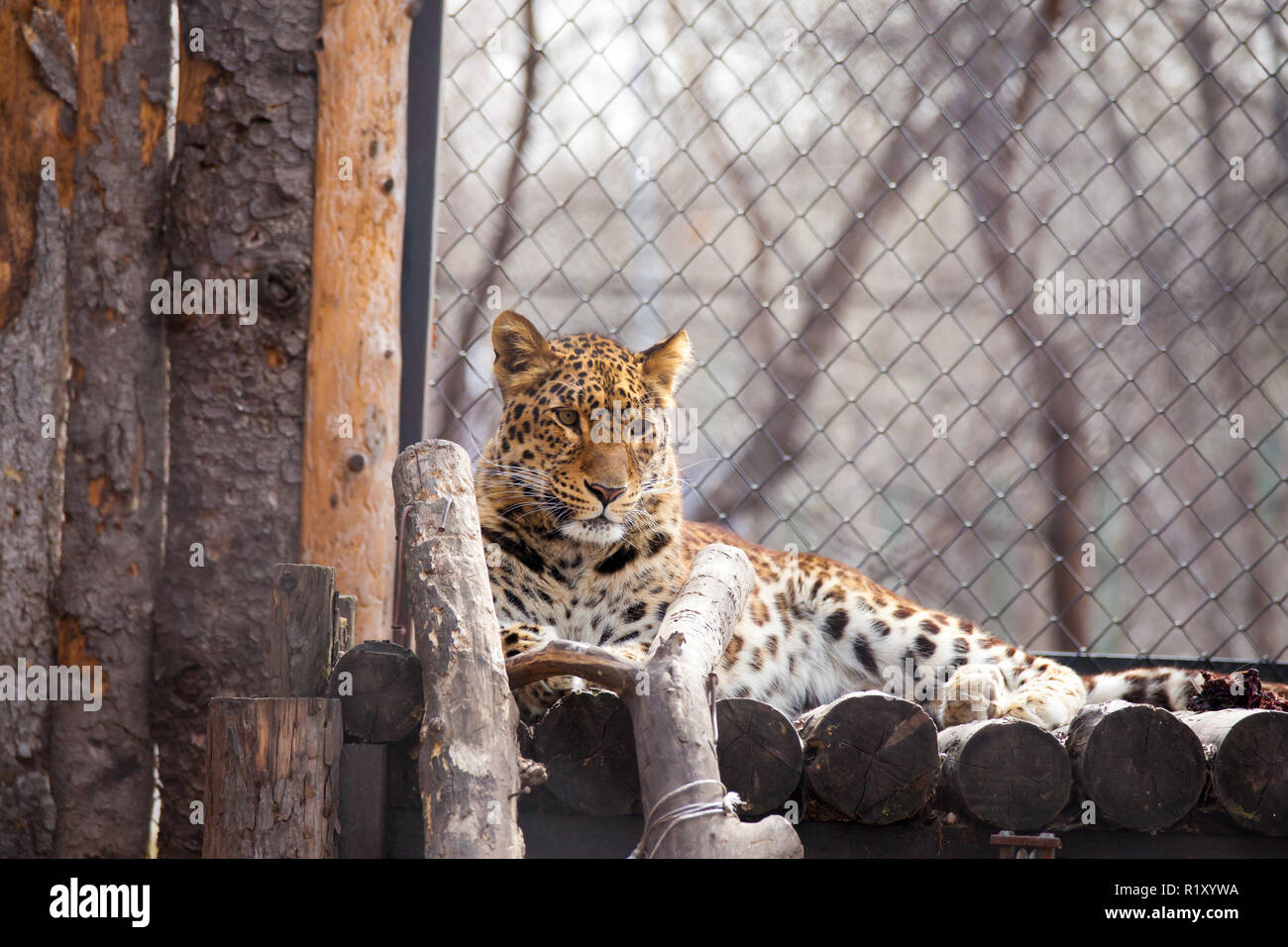 Fern stlicher Leopard Fotos Und Bildmaterial In Hoher Aufl sung Alamy fern-stlicher-leopard-fotos-und-bildmaterial-in-hoher-aufl-sung-alamy