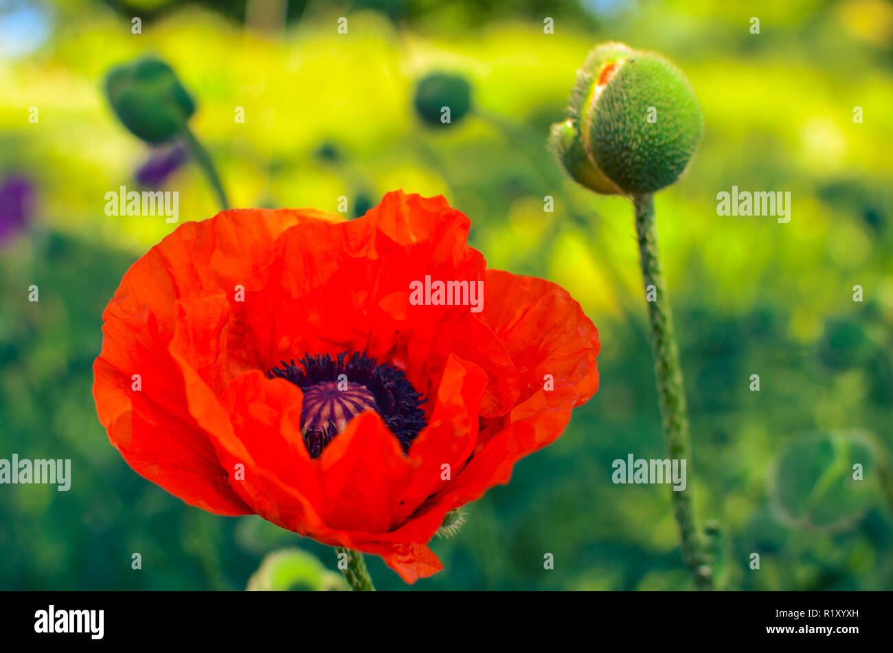Roter Mohn Blumen im Garten oder Wiese mit grünem Hintergrund