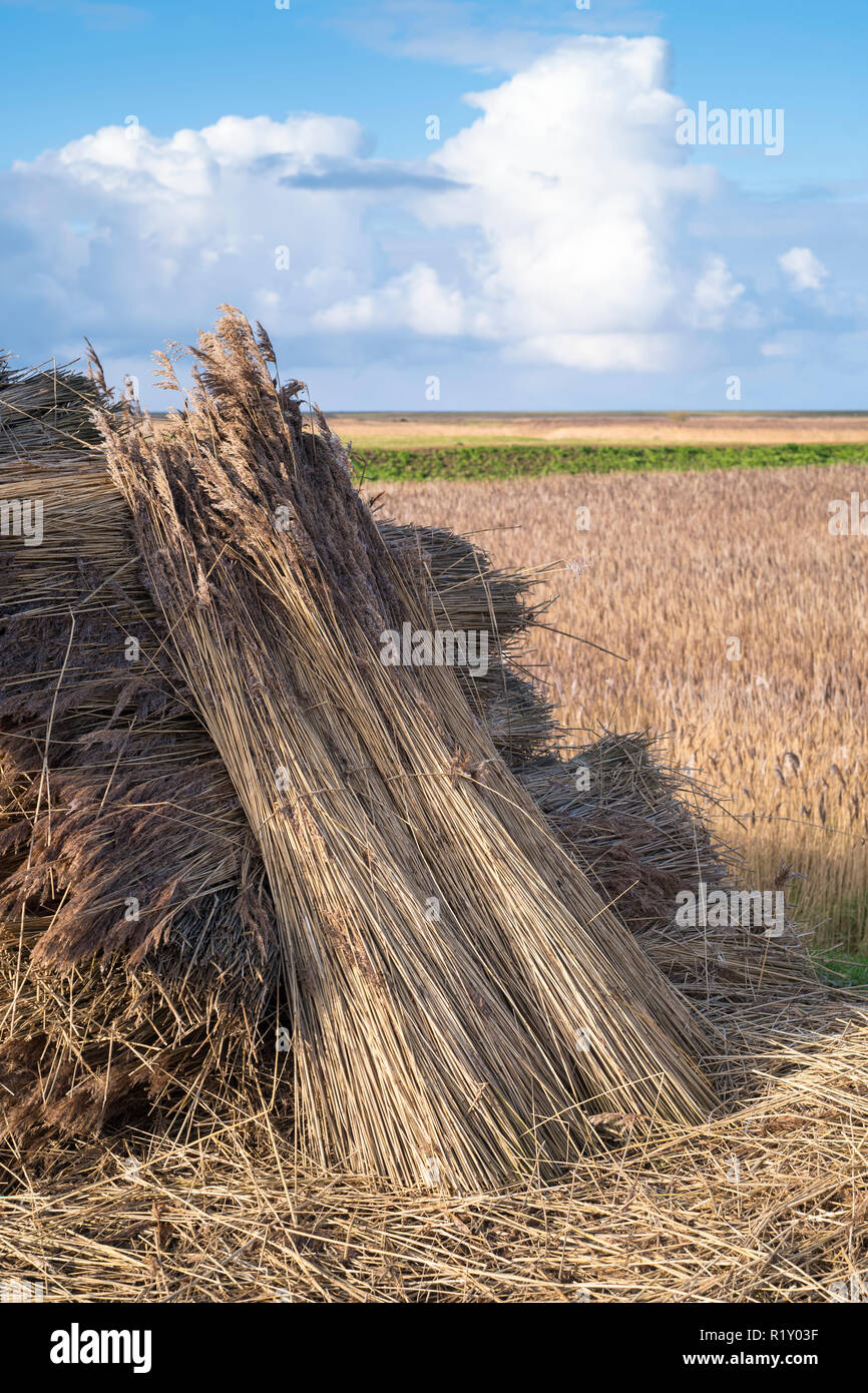 Stooks-Stapel schneiden Schilf trocknen in der Sonne für das Decken der traditionellen strohgedeckten Cottages in Norfolk, UK verwendet werden Stockfoto