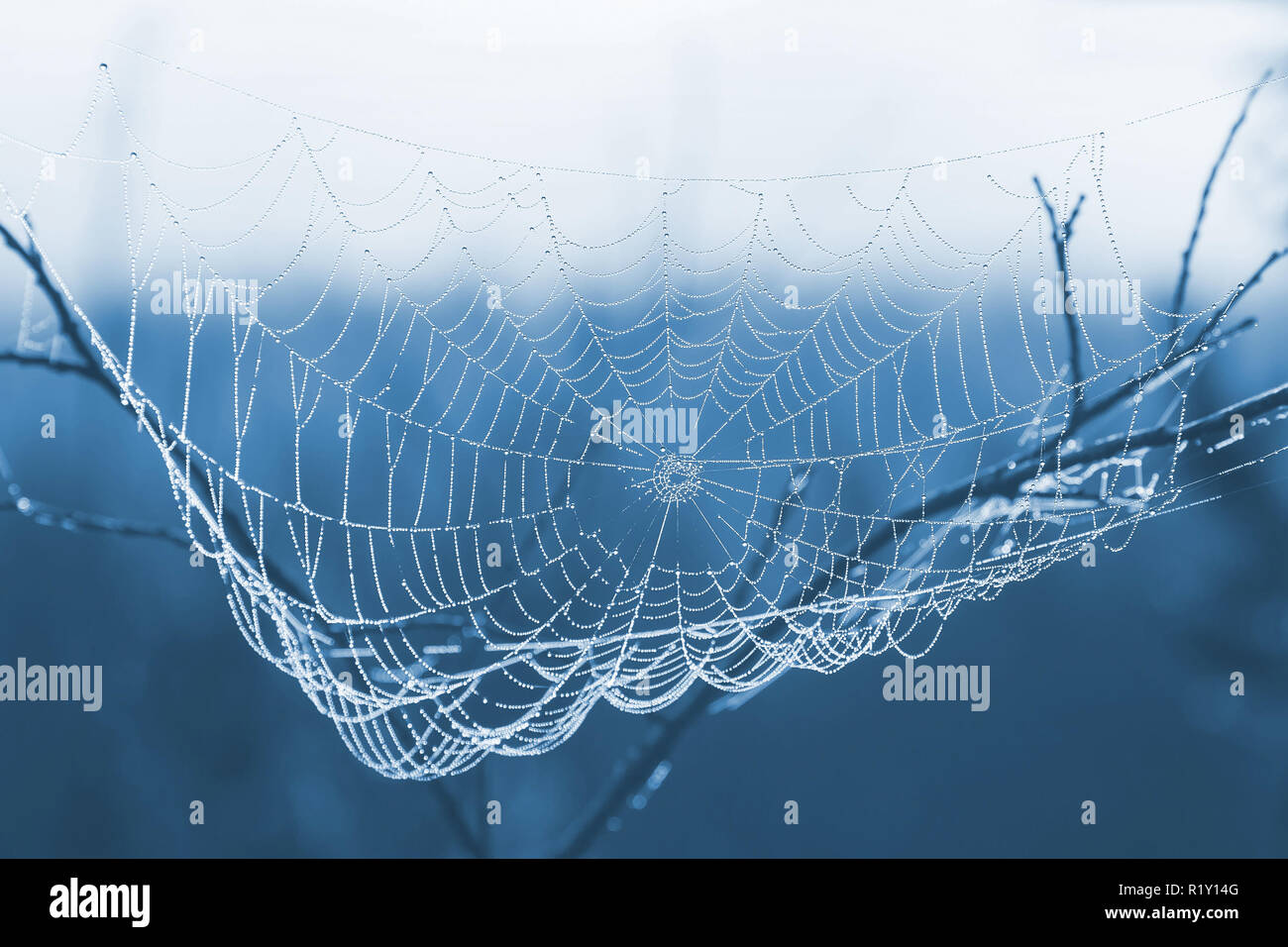Getönten in blauer Farbe Bild Spinnennetz mit Wassertropfen Stockfoto