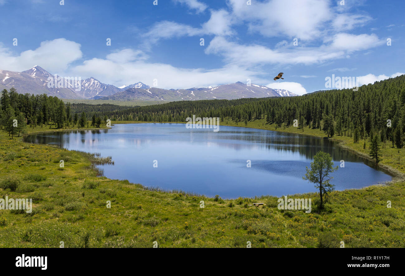 Round Lake in Gorny Altai, Russland. Landschaft mit einer hochfliegenden Vogel Stockfoto