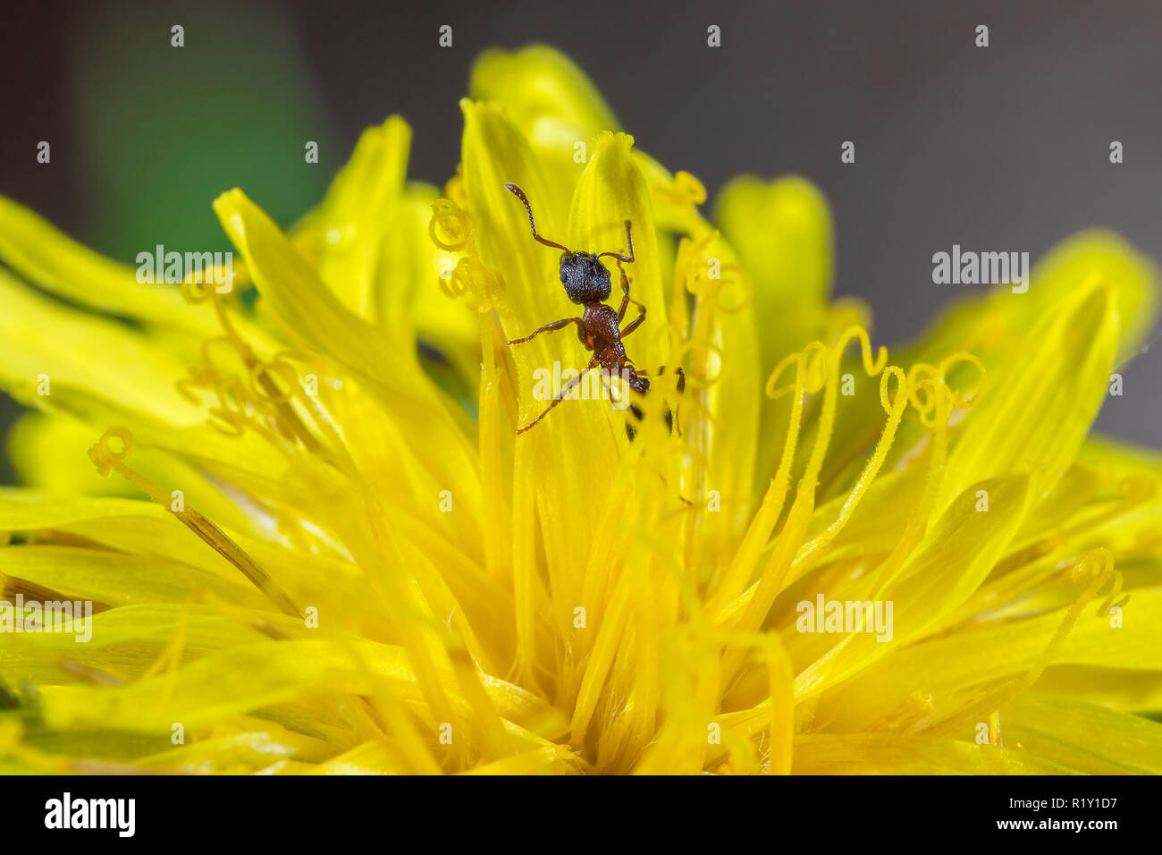 Kleine Rote Ameise in die Blume von einem Löwenzahn Makro Stockfoto