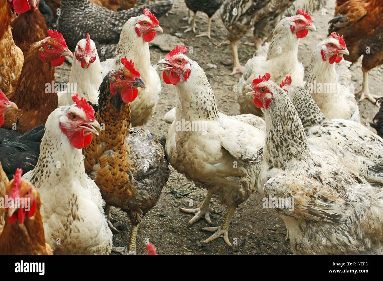 Gruppe von Hennen und Hähne auf dem Geflügel-yard Stockfoto
