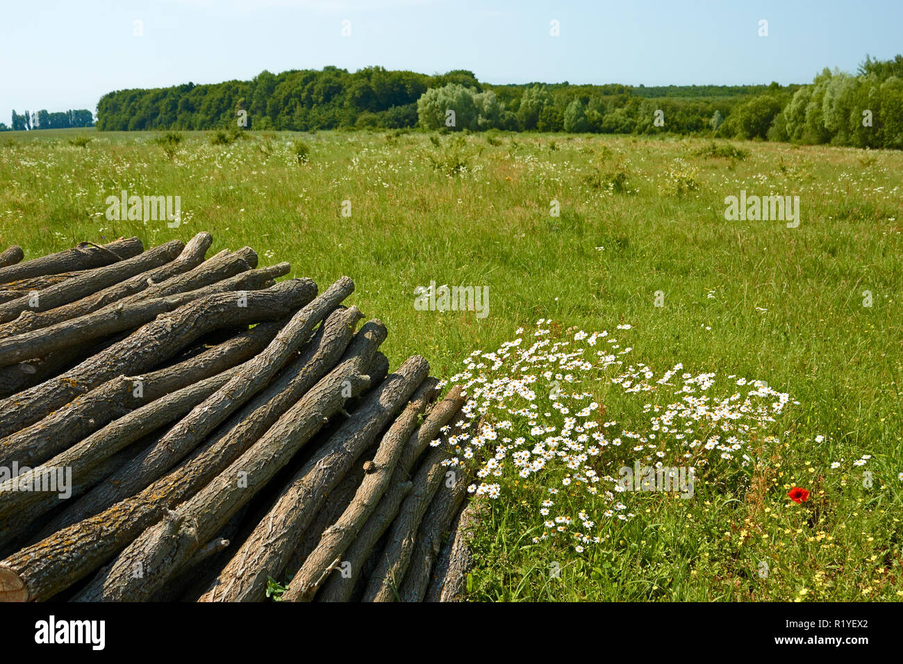 Stapel Baumstämmen auf der Wiese unter den Motley Gras in der Nähe des Waldes gestapelt im Sommer Stockfoto