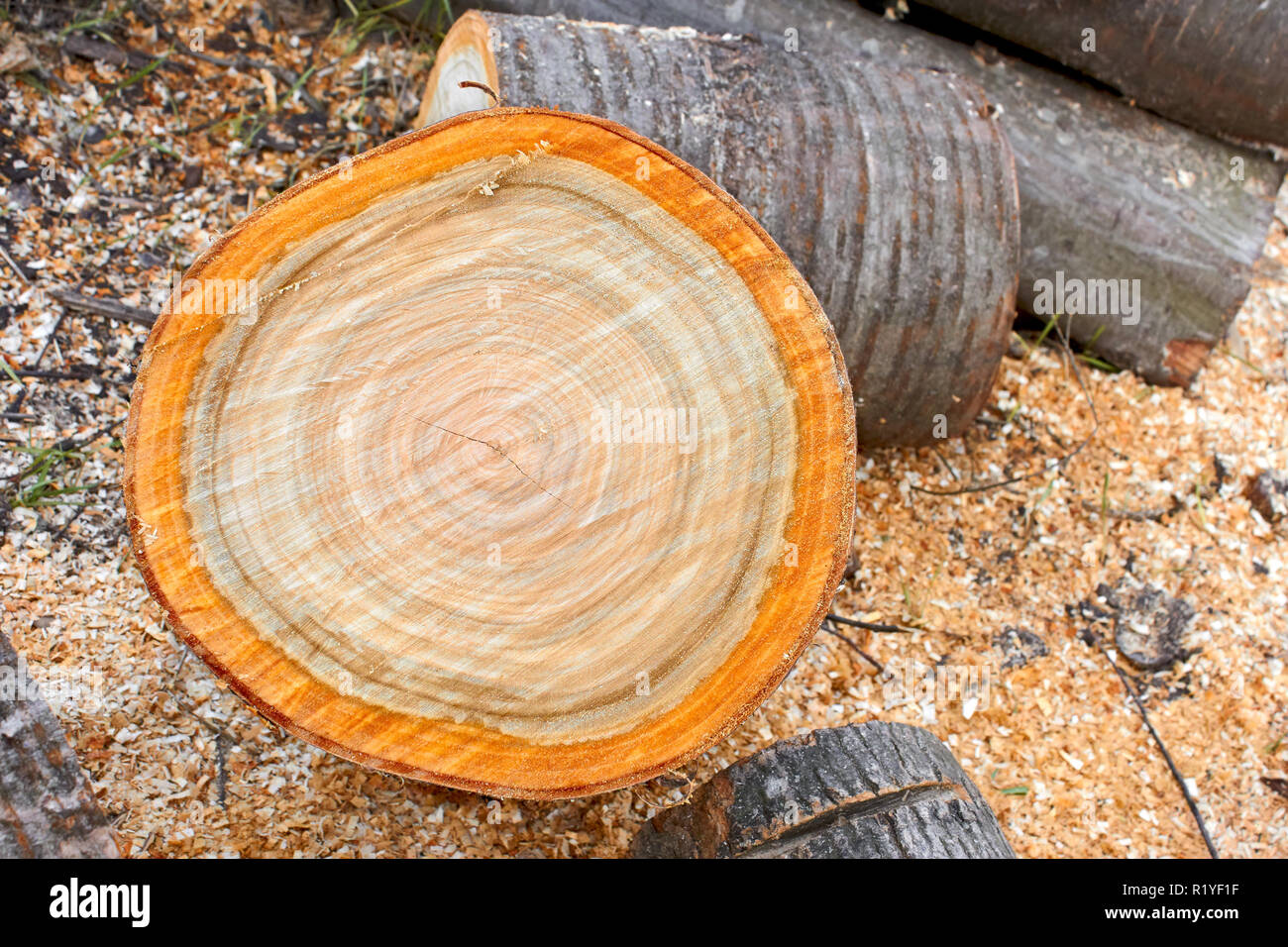 Haufen Brennholz schneiden Protokolle Nahaufnahme Stockfoto