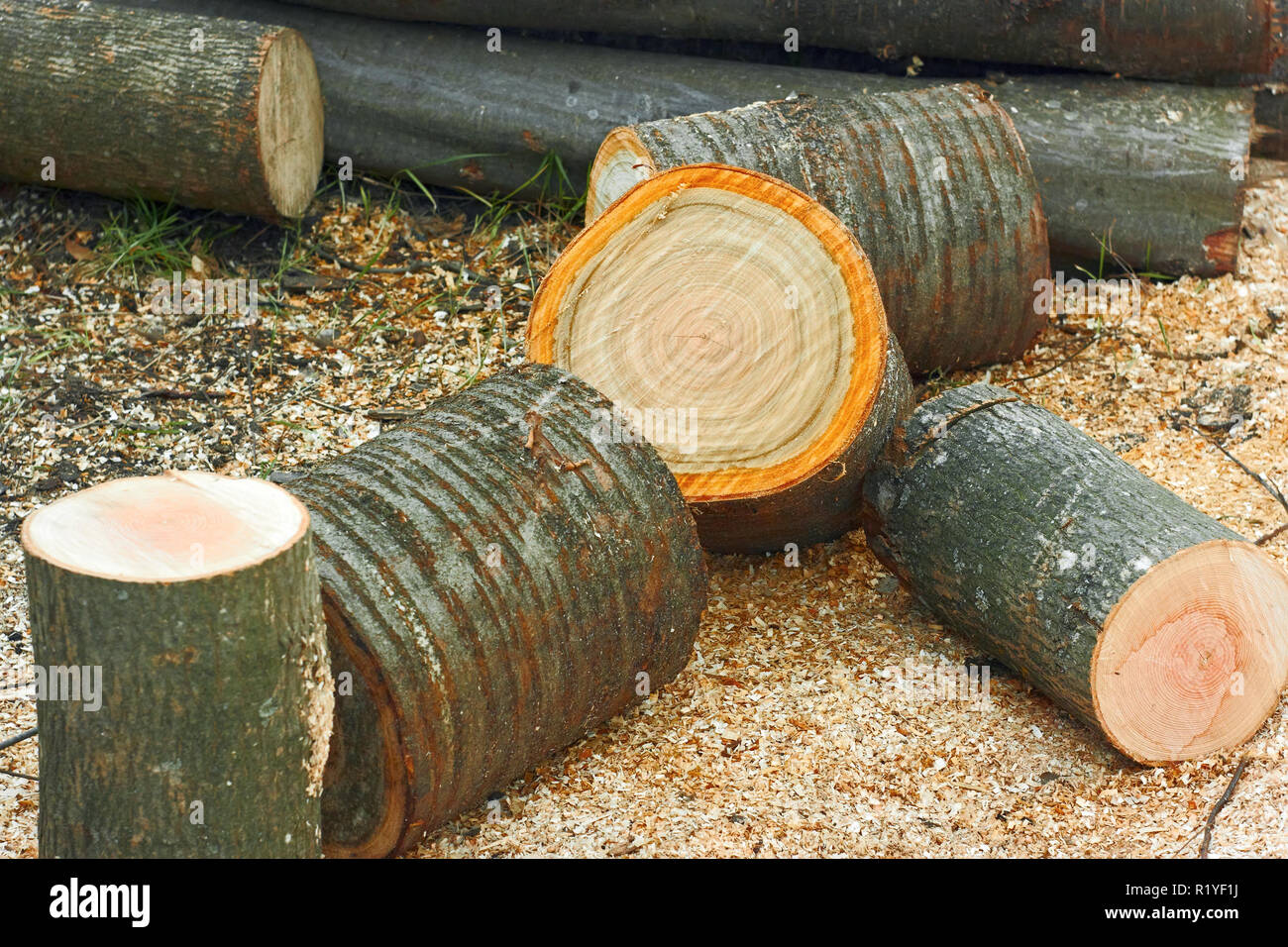 Heap schneiden Protokolle von Brennholz Nahaufnahme Stockfoto
