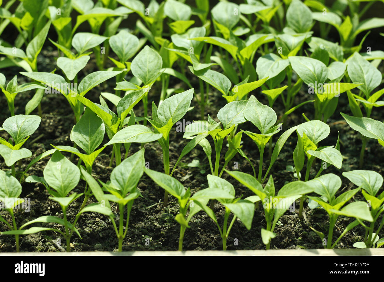Junge Sämlinge von Paprika Pflanzen vor dem Pflanzen in Erde im hellen  Sonnenschein Stockfotografie - Alamy