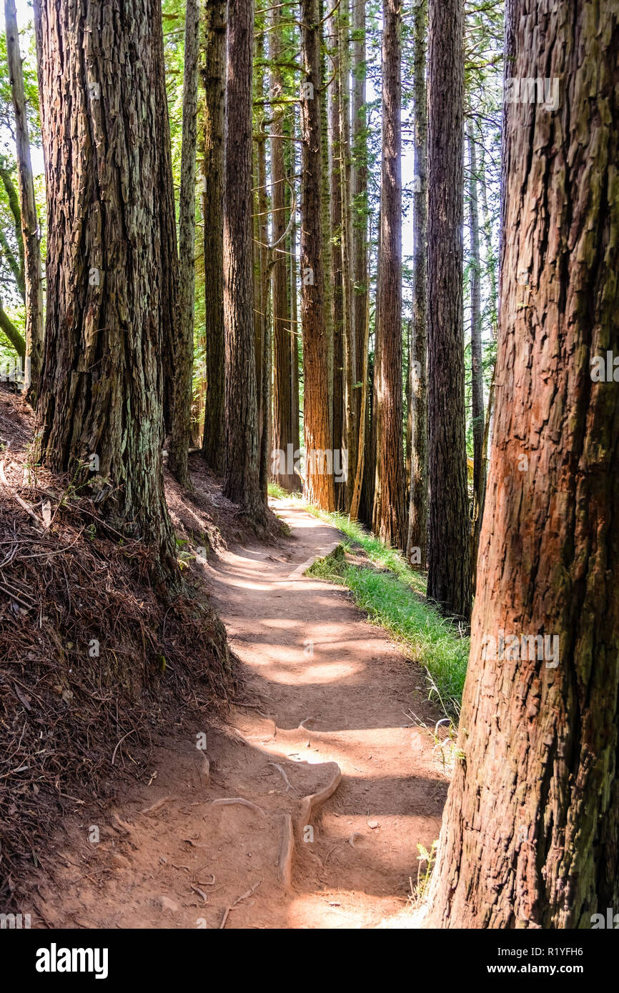 Wanderweg durch Redwood Forest von Muir Woods National Monument, North San Francisco Bay Area, Kalifornien Stockfoto