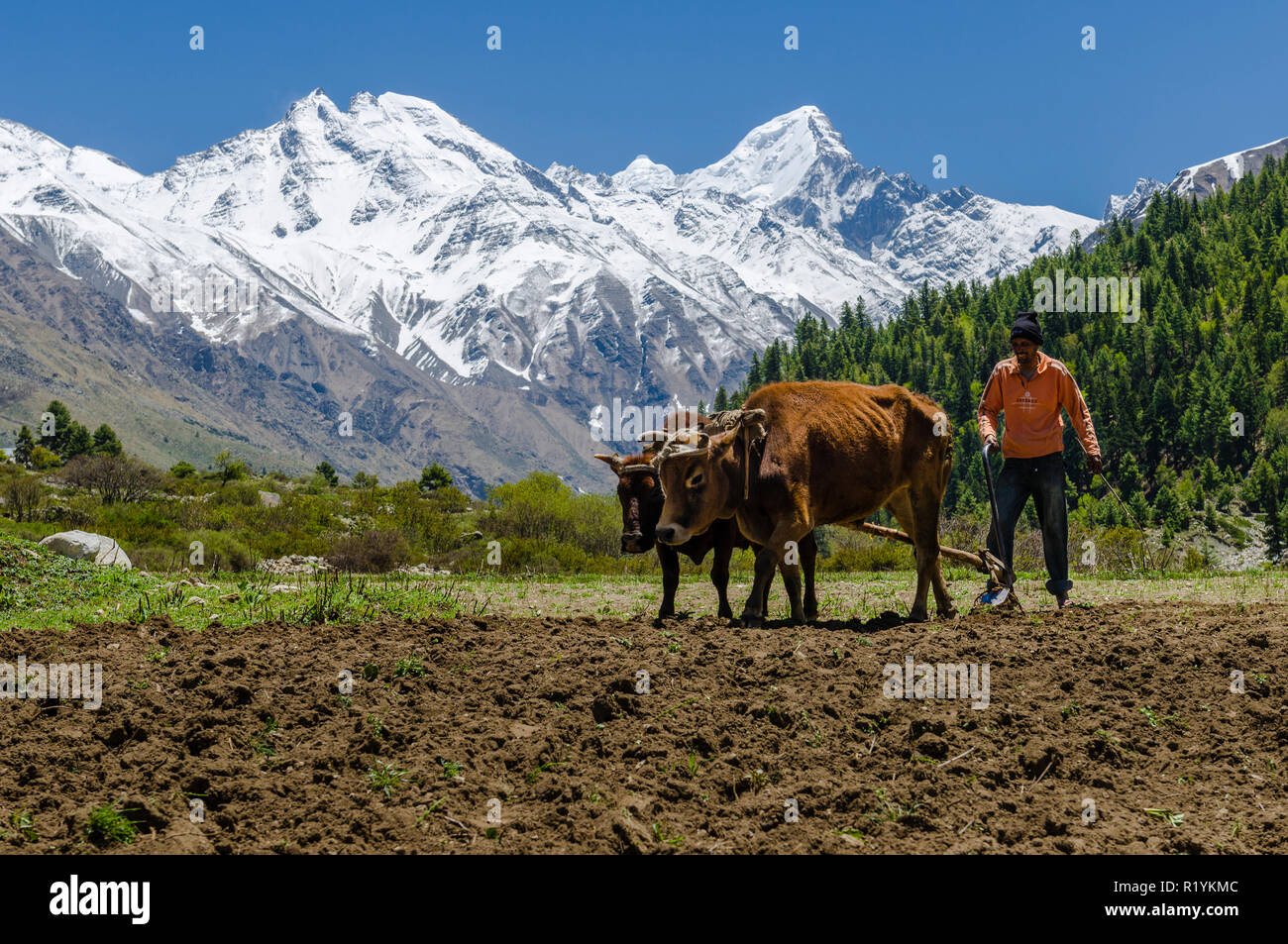 Eine lokale Bauern pflügen ein Feld, mit Ochsen, Chitkul, das letzte Dorf von Sangla Valley Stockfoto
