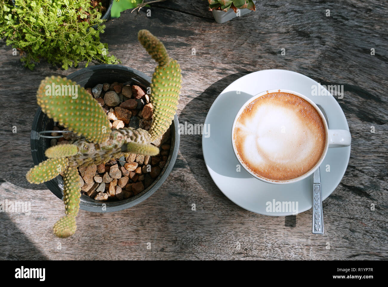 Topview Kaffeetasse mit Kaktus auf Holz Tisch mit Morgensonne Stockfoto
