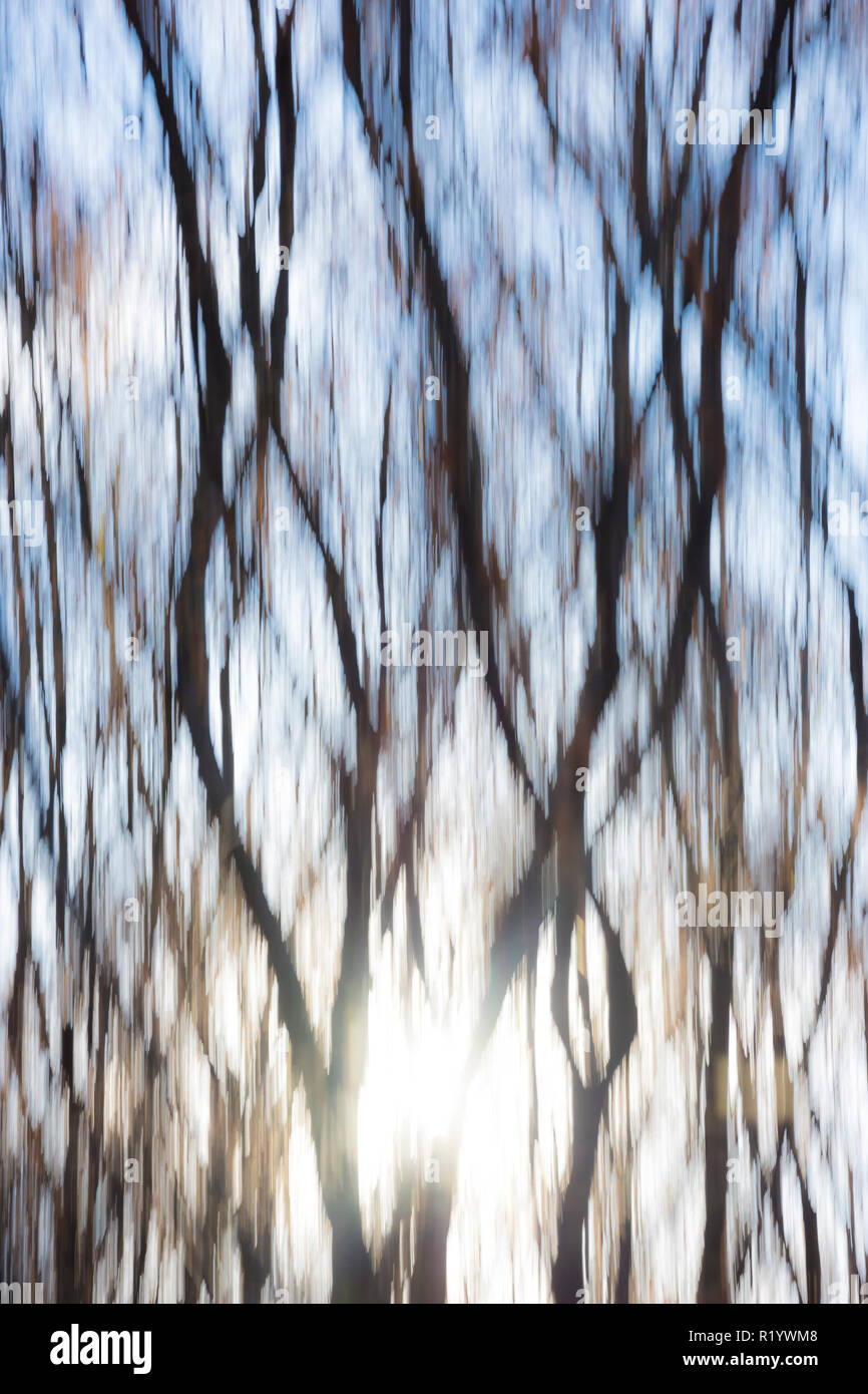 Natur abstrakt Hintergrund mit Wald im Herbst, Dobrogea land, Rumänien. Motion Blur creative Foto. Stockfoto