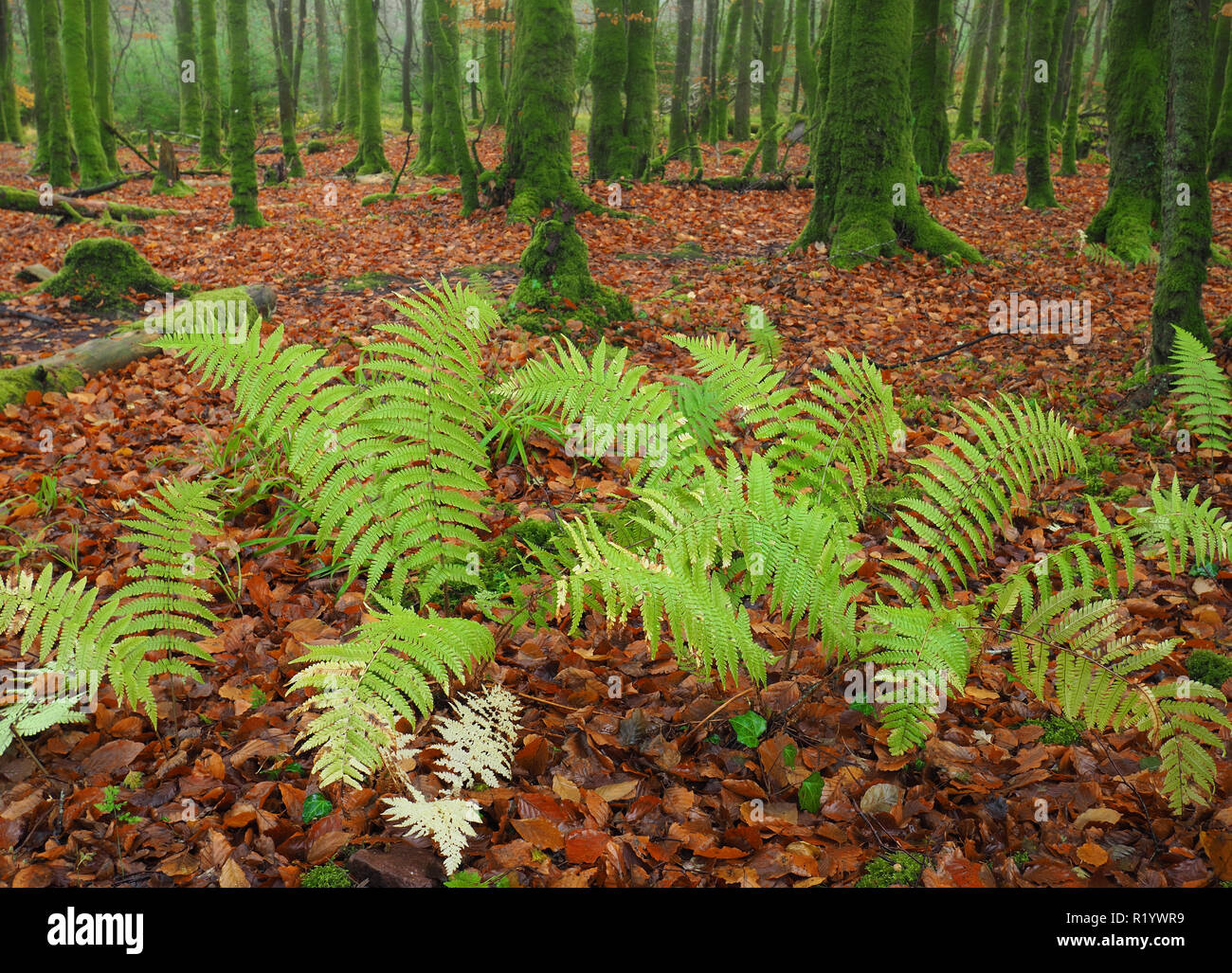 Farne wachsen in der kleinen Buche Wald mit herbstlaub an Galtee Schloss Woods, Limerick, Irland, Stockfoto