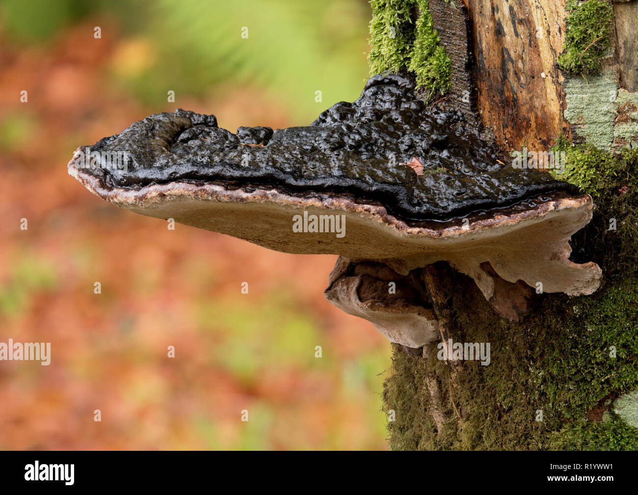 Ganoderma applanatum Halterung Pilz wachsen auf Buche. Tipperary, Irland Stockfoto