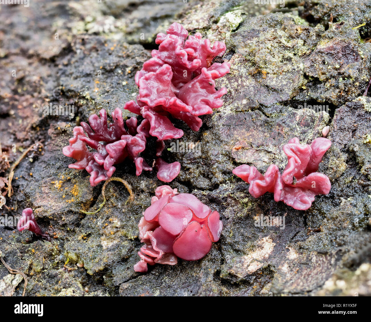 Lila Pilz (Ascocoryne sarcoides Jellydisc) wachsen auf gefallene Eiche. Tipperary, Irland Stockfoto