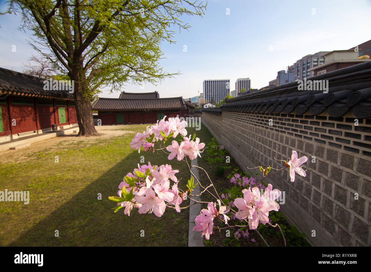 Rose rhododendron Niederlassung in Changdeokgung Palast in Seoul, Korea. Stockfoto