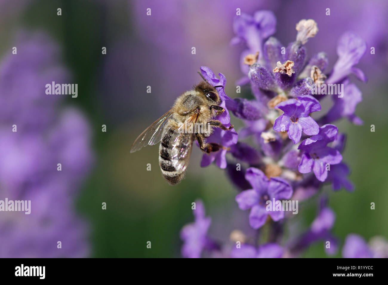Europäische Honigbiene, Westliche Honigbiene (Apis mellifera, Apis mellifica). Arbeiter auf einem lavendelblüten. Deutschland Stockfoto