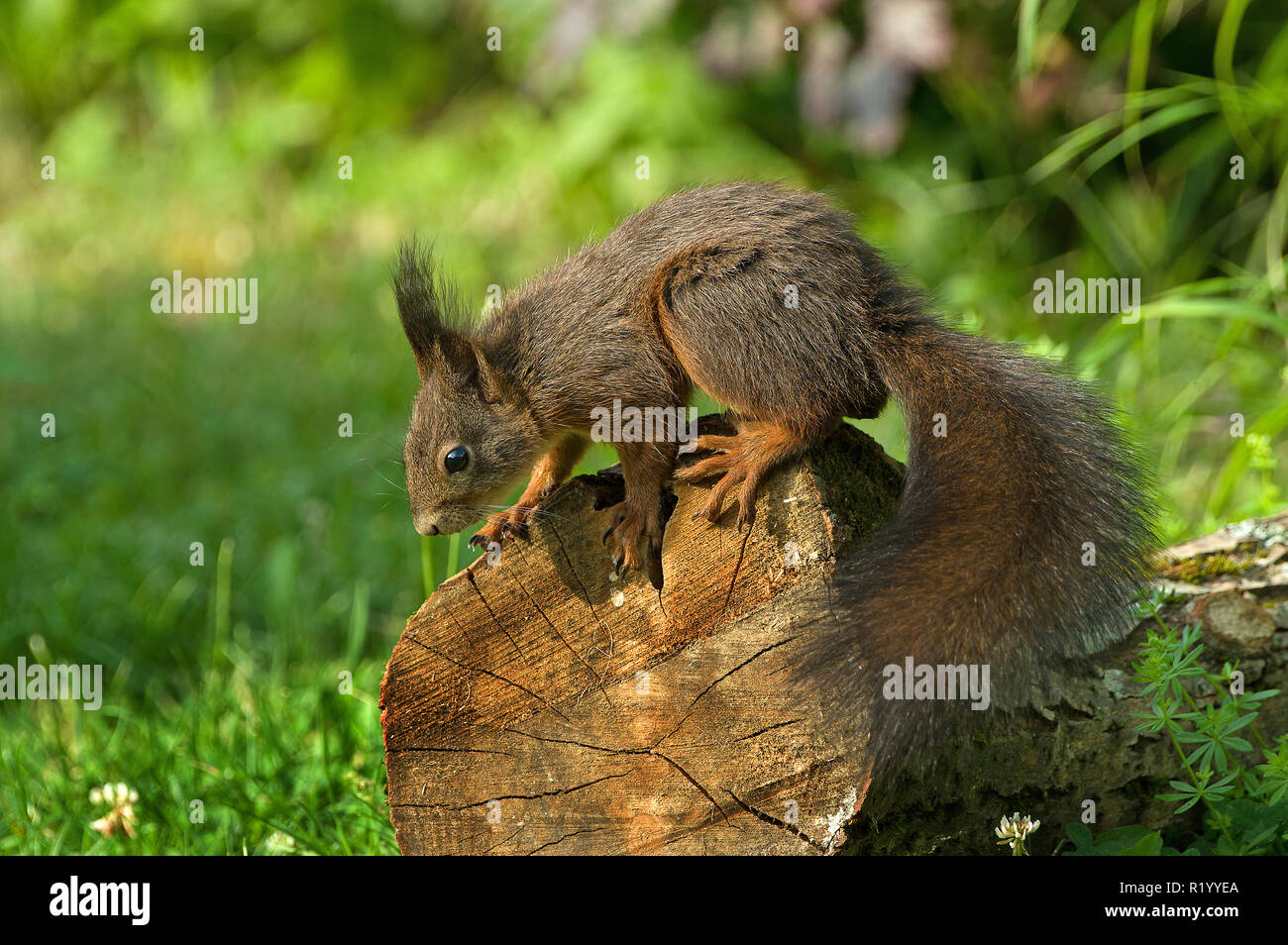 Eichhörnchen (Sciurus vulgaris). Nach Nahrungssuche auf einem anmelden. Deutschland Stockfoto