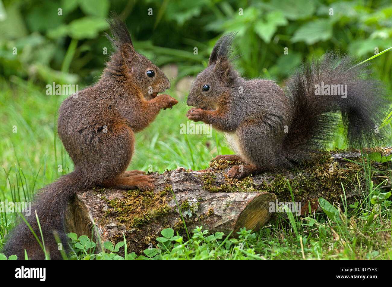 Eichhörnchen (Sciurus vulgaris). Paar sitzt auf einem Bemoosten log während des Essens. Deutschland Stockfoto