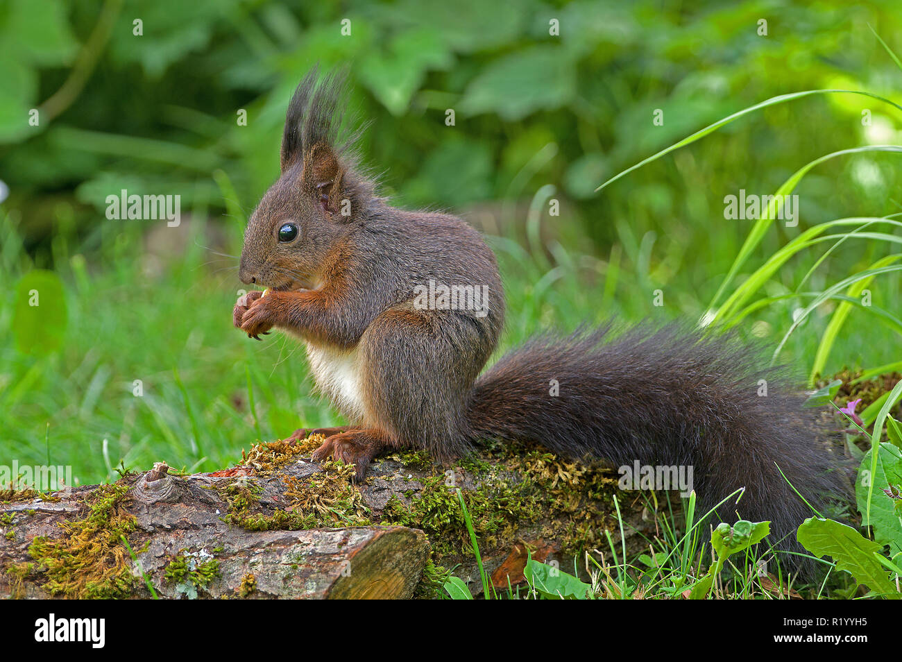 Eichhörnchen (Sciurus vulgaris). Nach sitzen auf einem Log während des Essens. Deutschland Stockfoto