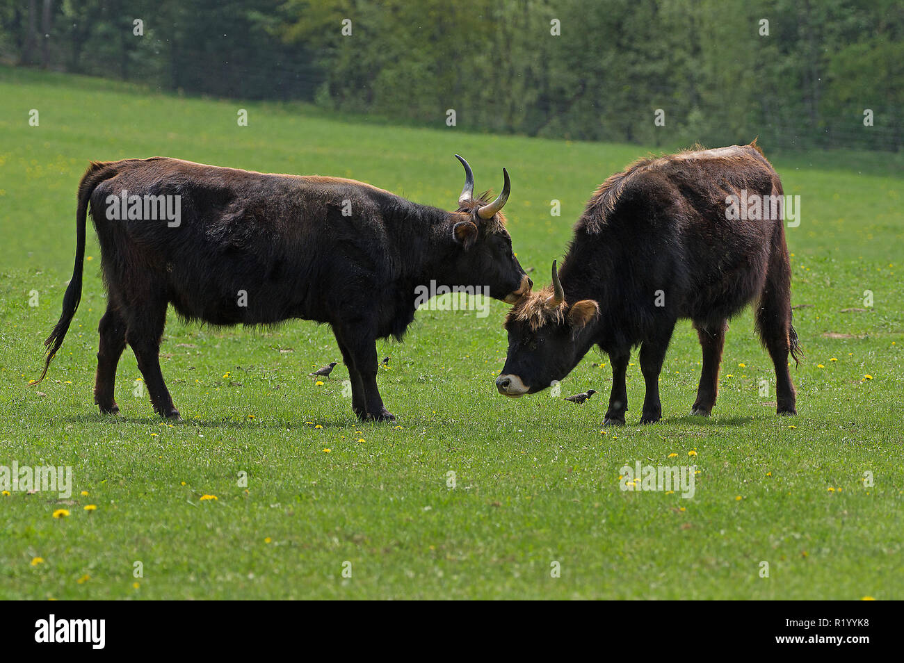 Neu Auerochsen, Heck, Rinder (Bos primigenius primigenius). Zwei Kühe auf einer Wiese, einer Pflege die Andere. Deutschland Stockfoto