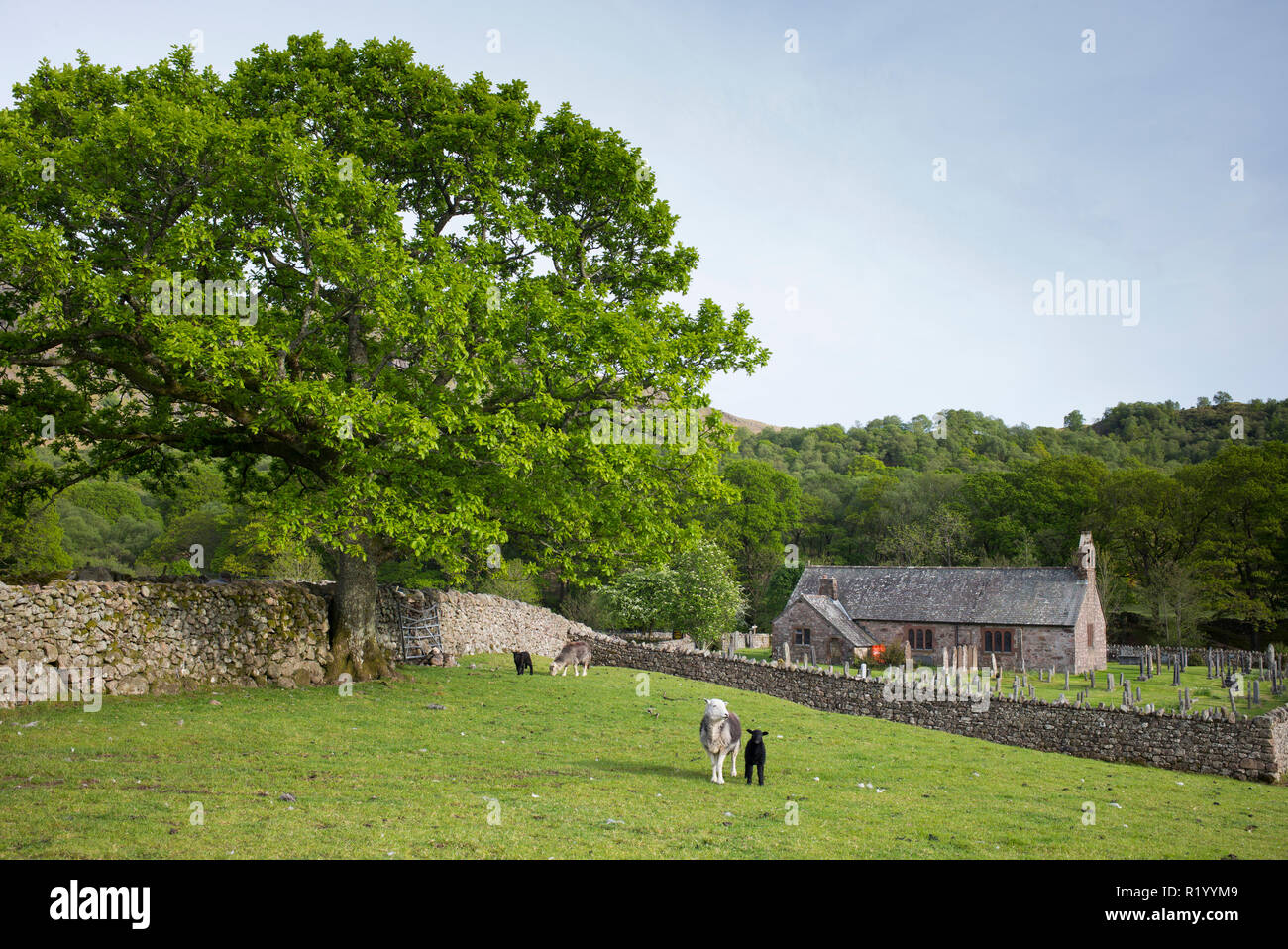 Malerische St Catherine's Church und Schafe in Feld am Boot in Eskdale, Lake District, Cumbria, England Stockfoto