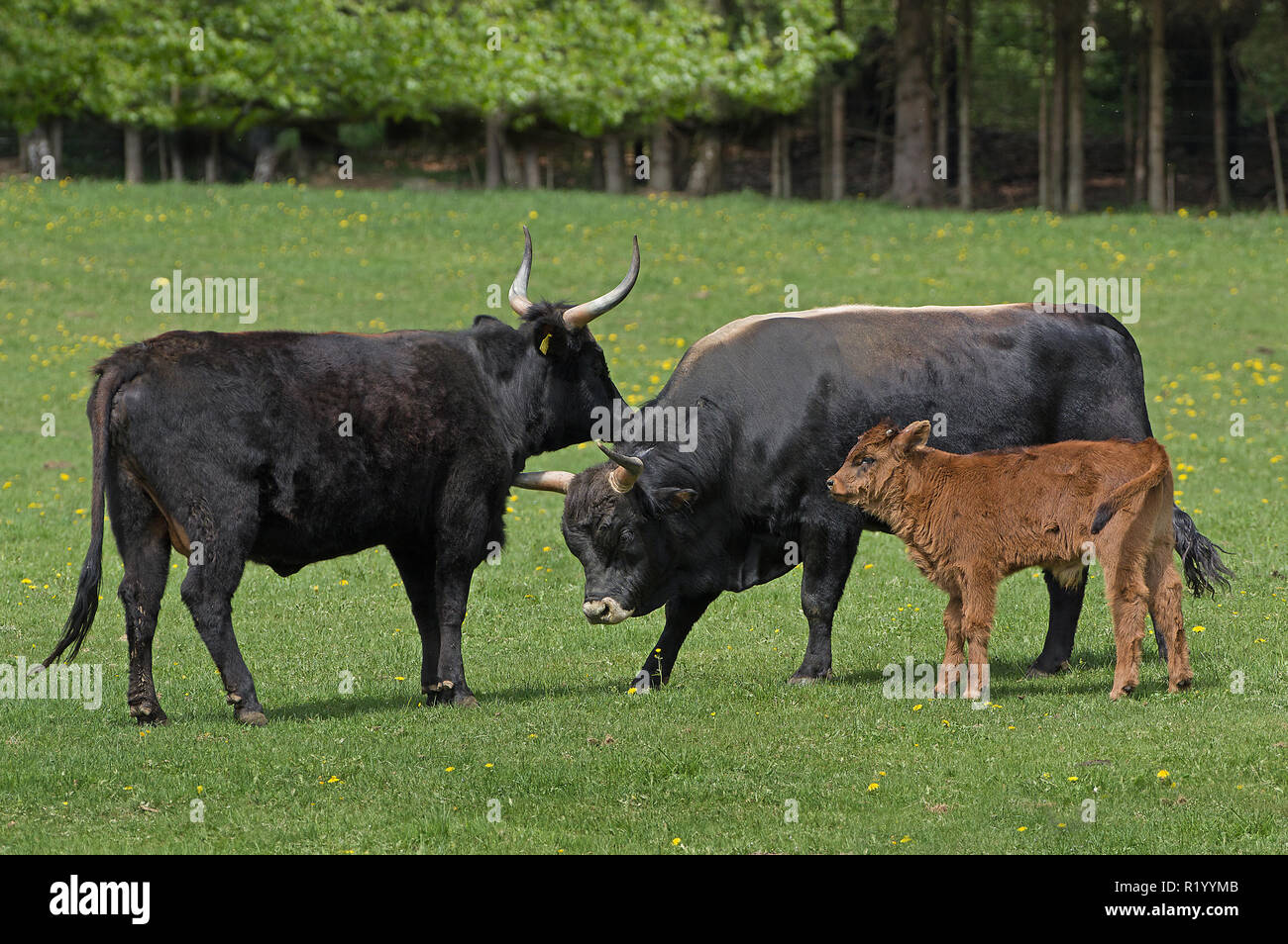 Neu Auerochsen, Heck, Rinder (Bos primigenius primigenius). Familie auf einer Wiese. (Stier, Kuh, Kalb). Deutschland Stockfoto