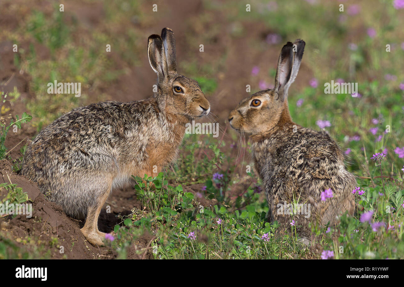 Europäische Hare (Lepus europaeus). Paar in einer Furche. Österreich Stockfoto