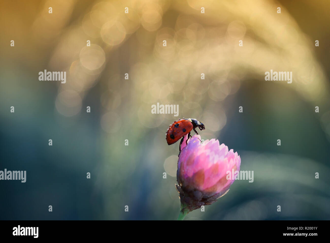 Kleine rote Marienkäfer Stockfoto