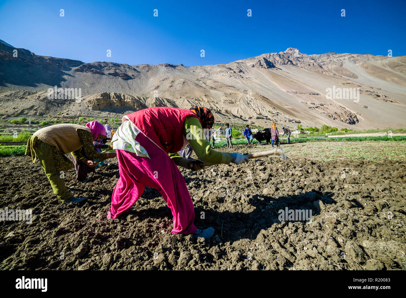 Zwei lokale Frauen arbeiten auf einem Feld in der Höhenlage von Spiti Valley Stockfoto