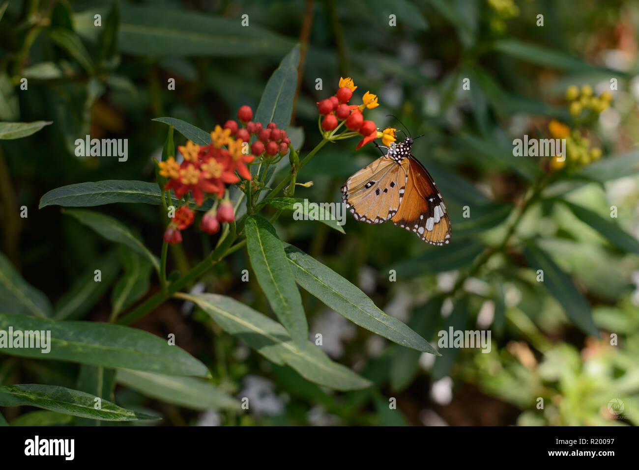 Schöner Schmetterling und Grün Stockfoto