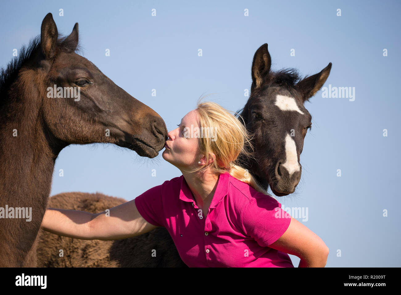 Warmblut. Frau schmusen mit Fohlen auf der Weide. Deutschland Stockfoto