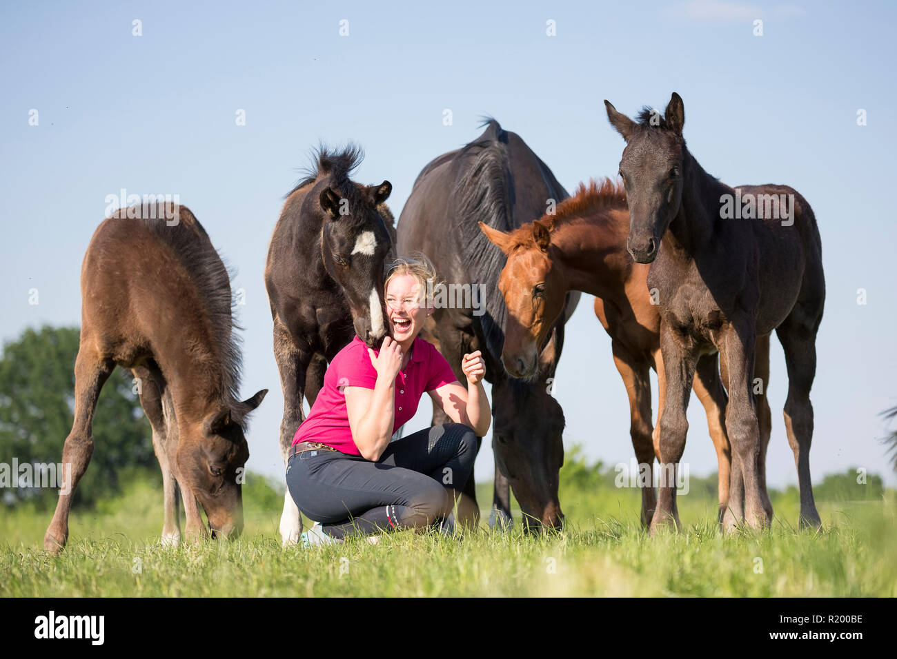 Warmblut. Lachende Frau mit verspielten Fohlen auf der Weide. Deutschland Stockfoto