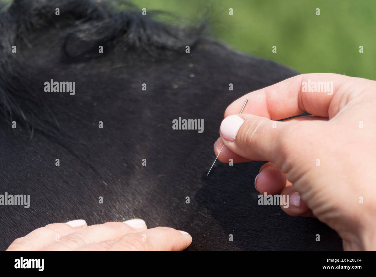 Akupunktur. Nadel in die Haut eines Pferdes eingesetzt wird. Deutschland Stockfoto