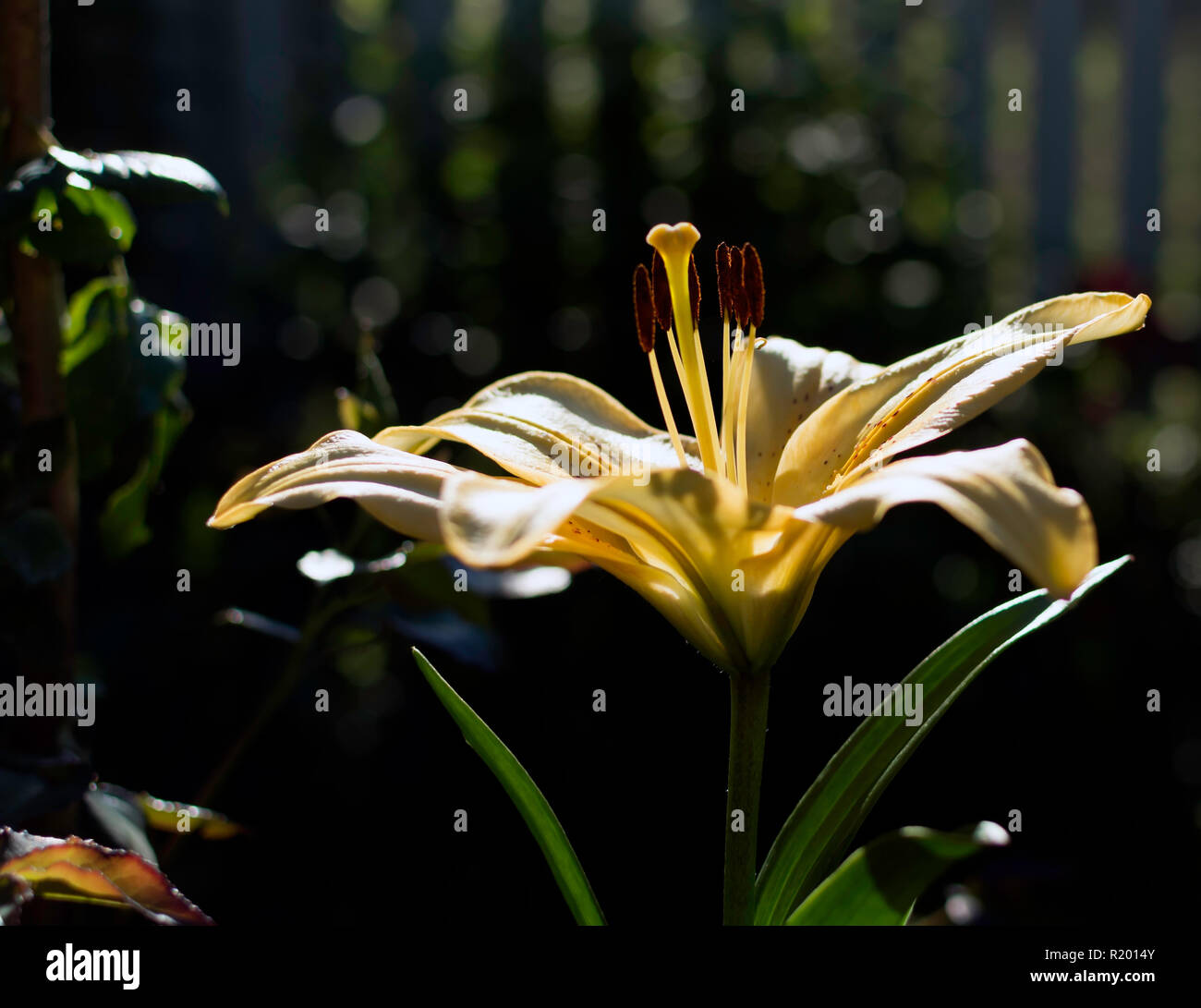 Helle gelbe Lilie (Lilium) Blüte beschattet, aber mit dem Strahl des Sonnenlichts auf seine Blütenblätter. Stockfoto
