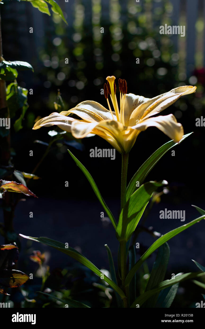 Helle gelbe Lilie (Lilium) Blüte beschattet, aber mit dem Strahl des Sonnenlichts auf seine Blütenblätter. Stockfoto
