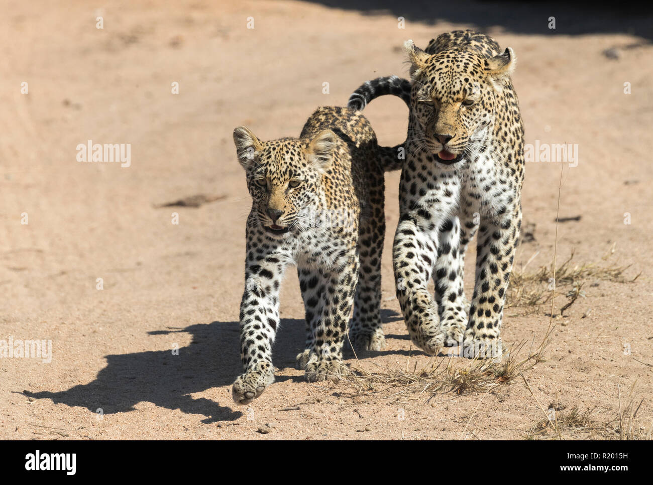 African Leopard (Panthera pardus). Mutter und Jungtier zu Fuß neben einander auf einem Staub weg. Mala Mala Game Reverve, Südafrika Stockfoto