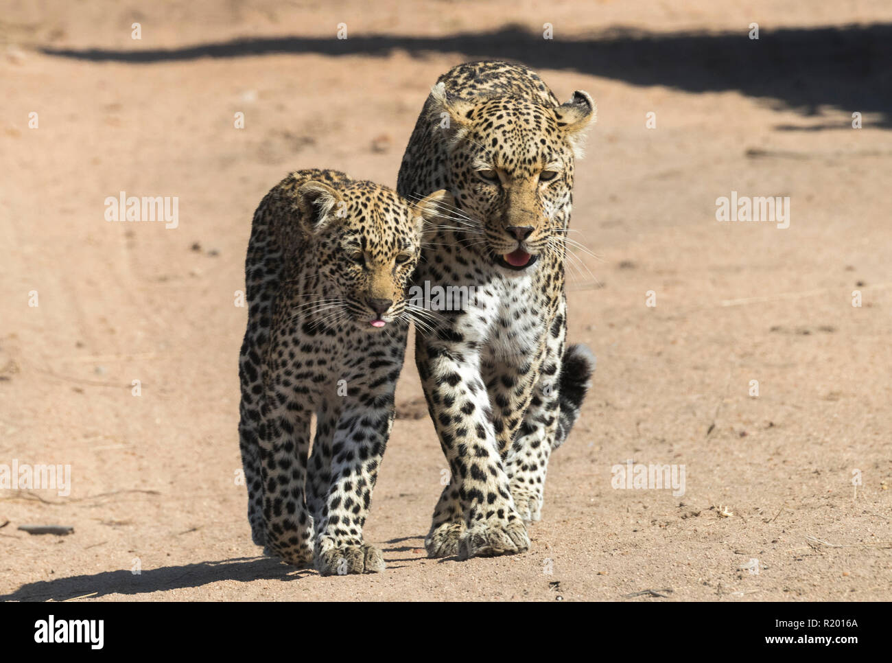 African Leopard (Panthera pardus). Mutter und Jungtier zu Fuß neben einander auf einem Staub weg. Mala Mala Game Reverve, Südafrika Stockfoto