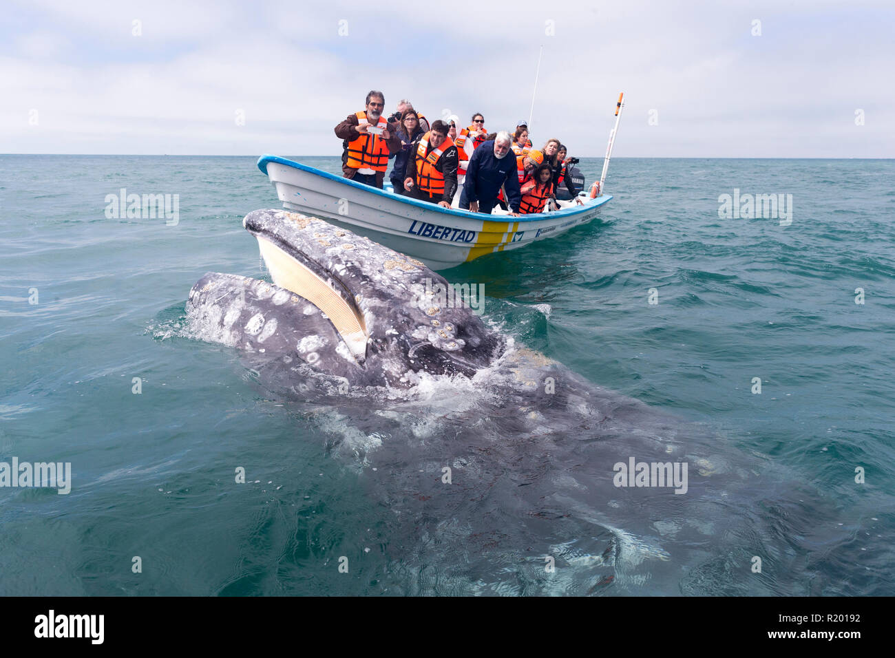 Touristen, die auf der Suche am Grauen Wal (Eschrichtius robustus) Neben einem Boot. Baja California, Mexiko Stockfoto