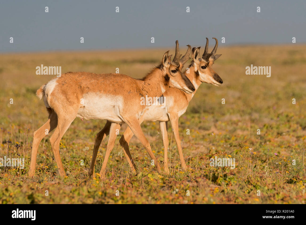Baja California Pronghorn (Antilocapa americana peninsularis). Zwei Männer zu Fuß in die Halbwüste. Die wilden Bevölkerung wird auf 200 geschätzt. Mexiko, Baja California Sur Baja California Desert National Park Stockfoto