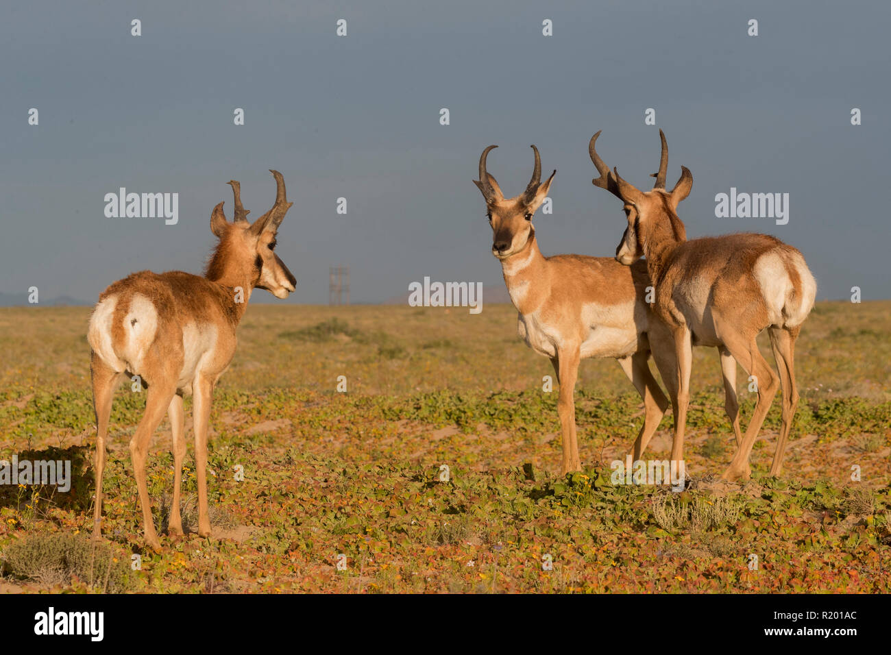 Baja California Pronghorn (Antilocapa americana peninsularis). Drei Männer stehen in der Halbwüste. Die wilden Bevölkerung wird auf 200 geschätzt. Mexiko, Baja California Sur Baja California Desert National Park Stockfoto