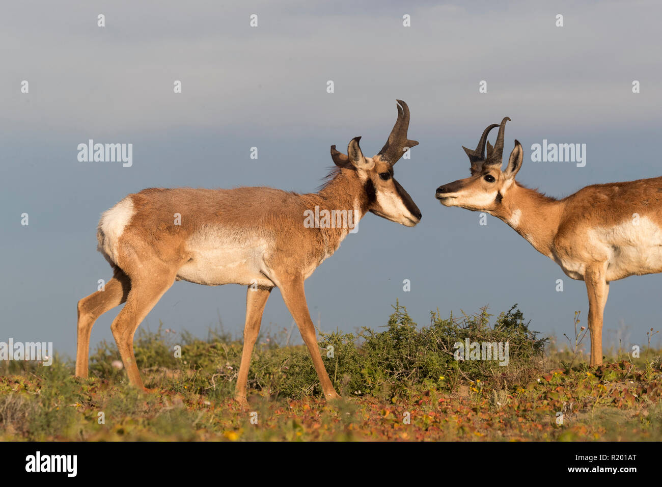 Baja California Pronghorn (Antilocapa americana peninsularis). Zwei erwachsene Männchen schnüffeln an einander. Die wilden Bevölkerung wird auf 200 geschätzt. Mexiko, Baja California Sur Baja California Desert National Park Stockfoto