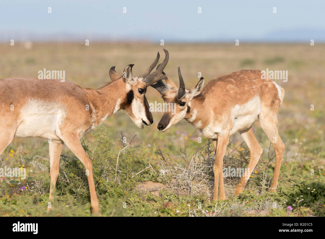 Baja California Pronghorn (Antilocapa americana peninsularis). Zwei Rüden schnüffeln an einander. Die wilden Bevölkerung wird auf 200 geschätzt. Mexiko, Baja California Sur Baja California Desert National Park Stockfoto
