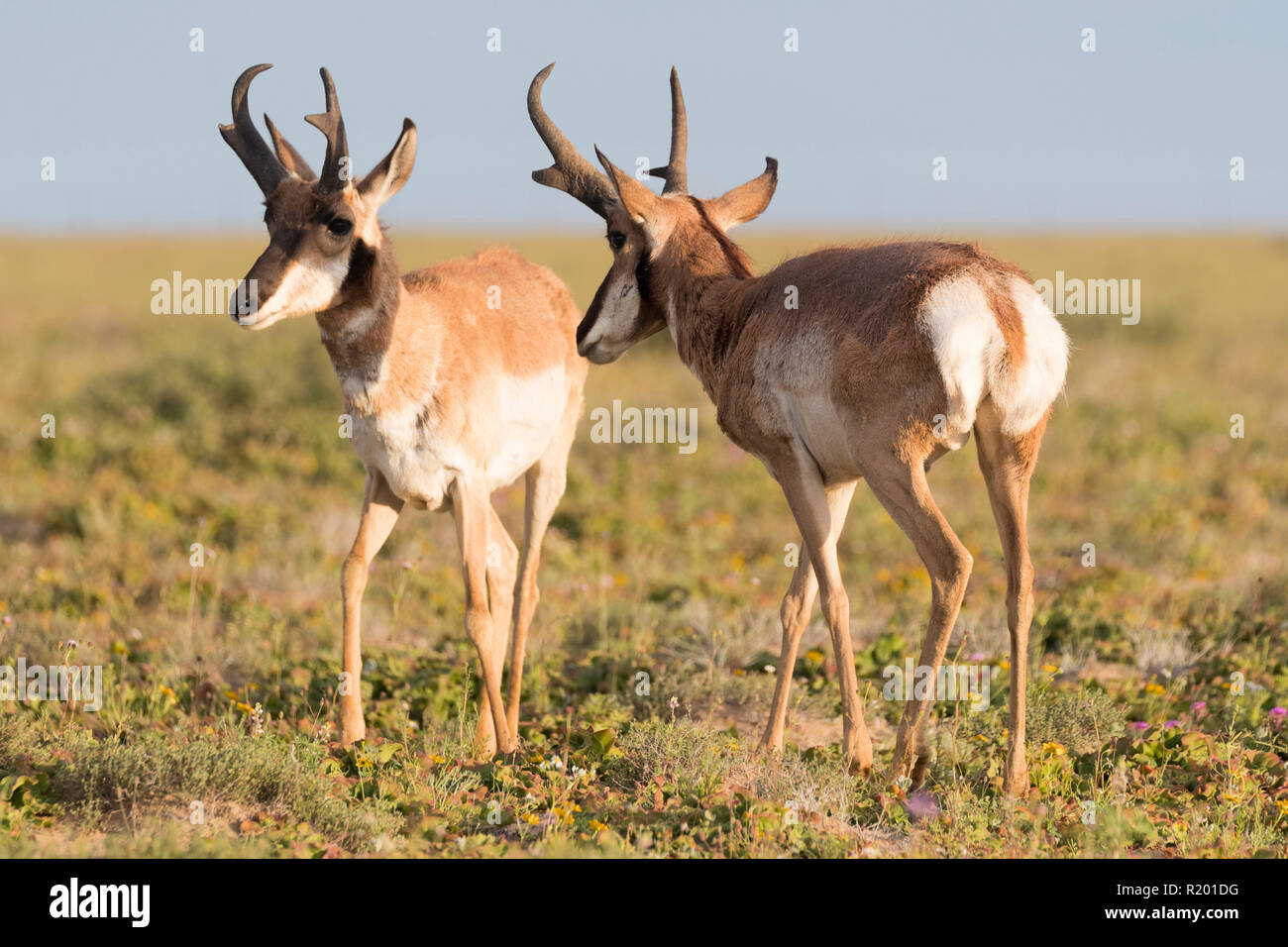 Baja California Pronghorn (Antilocapa americana peninsularis). Zwei erwachsene Männer in der Halbwüste. Die wilden Bevölkerung wird auf 200 geschätzt. Mexiko, Baja California Sur Baja California Desert National Park Stockfoto