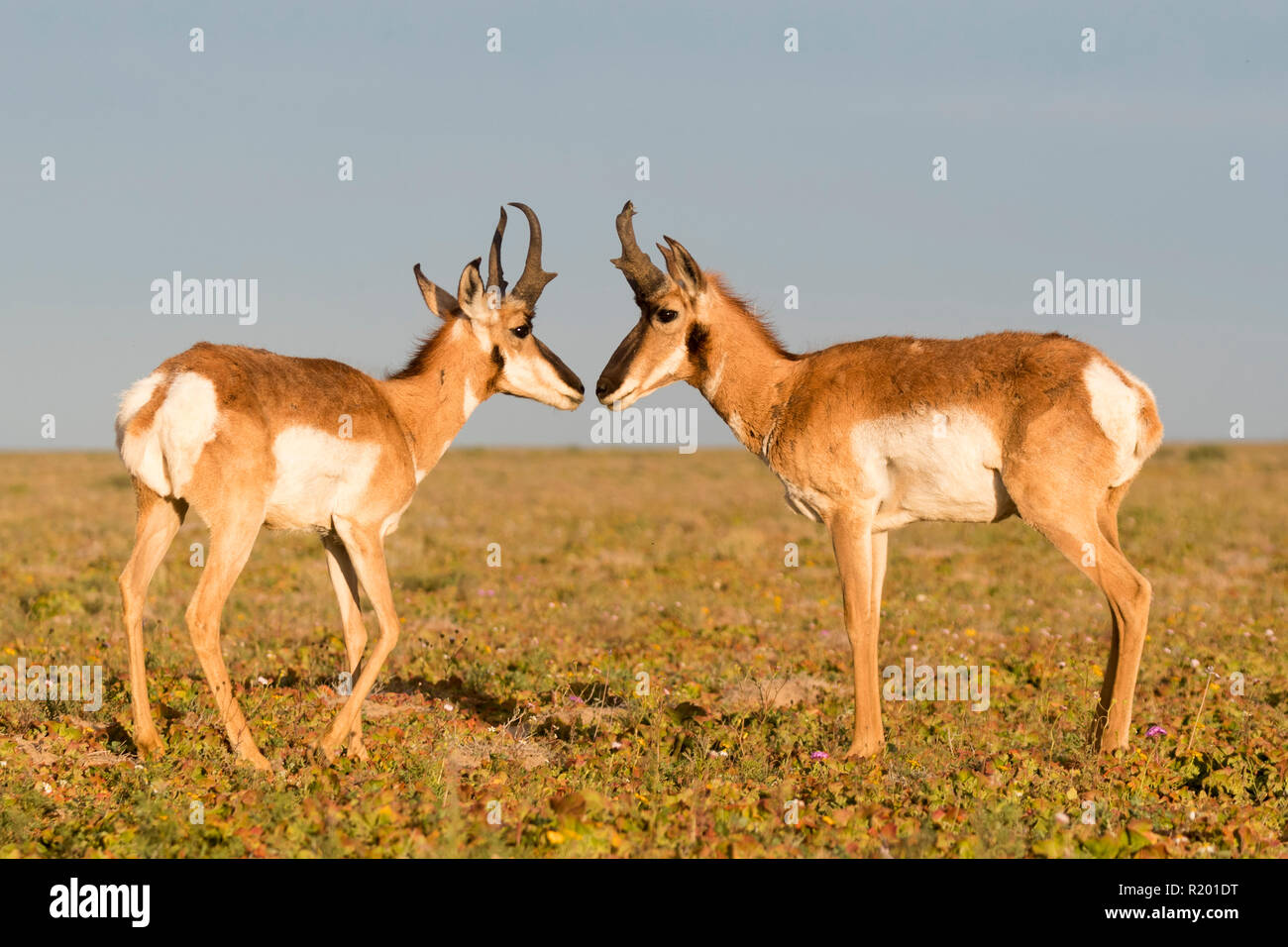 Baja California Pronghorn (Antilocapa americana peninsularis). Zwei erwachsene Männchen schnüffeln an einander. Die wilden Bevölkerung wird auf 200 geschätzt. Mexiko, Baja California Sur Baja California Desert National Park Stockfoto