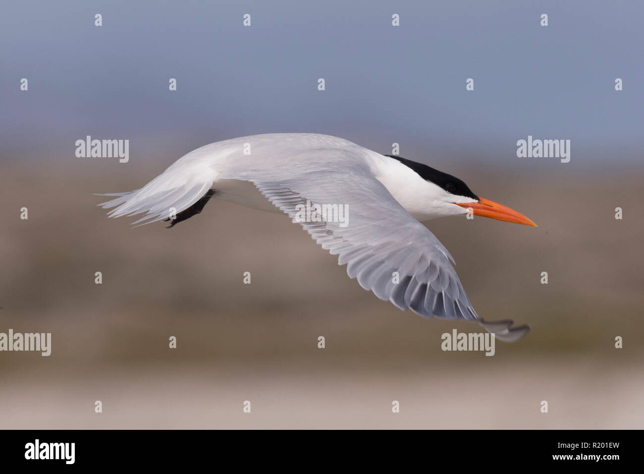 Royal Tern (Thalasseus maximus) Erwachsene im Flug. Mittelamerika, Mexiko, Baja California Sur, Puerto San Carlos, Magdalena Bay Stockfoto